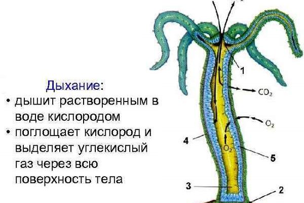 Ссылка на кракен онион